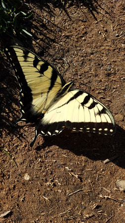 Butterfly 17069