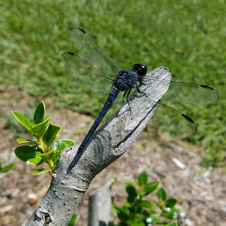 Dragonfly 1601