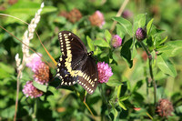 Butterfly 17001
