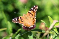 Butterfly 17019