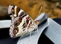 Butterfly 17002