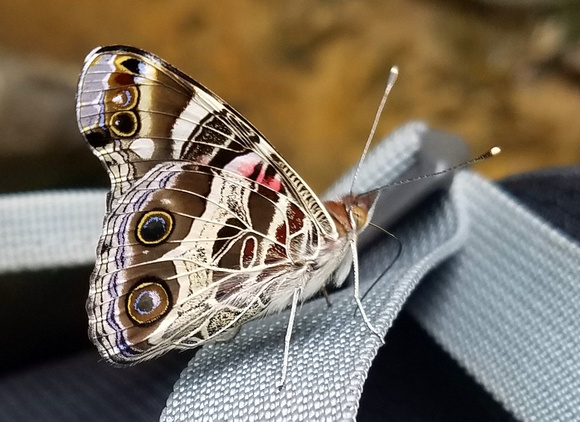 Butterfly 17002