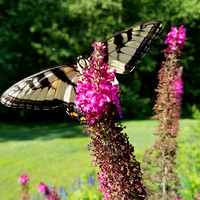 Butterfly 17015