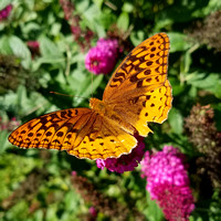 Butterfly 17013