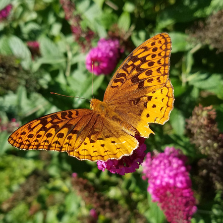 Butterfly 17013
