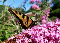 Butterfly 17011