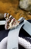 Butterfly 17009
