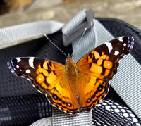 Butterfly 17008