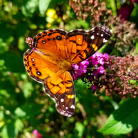 Butterfly 17004