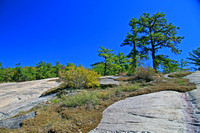 Dupont State Forest 0923