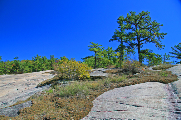 Dupont State Forest 0923
