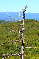 Dupont State Forest 0912