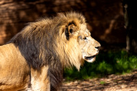 Lion 2402