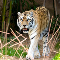 Tiger 2401