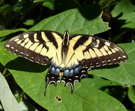 Butterfly 17053