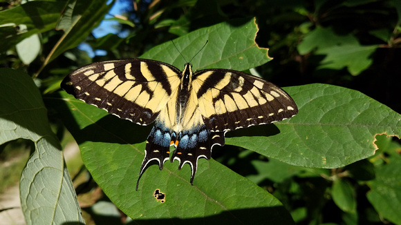 Butterfly 17054