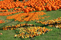 Greenville Pumpkins 0904
