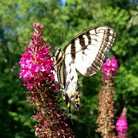 Butterfly 17012