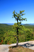 Dupont State Forest 0922