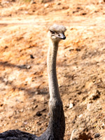 Ostrich 2403