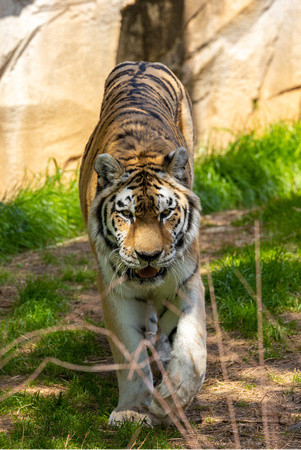 Tiger 2403