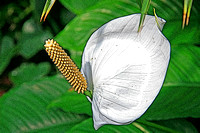 Magnolia Plantation 21A